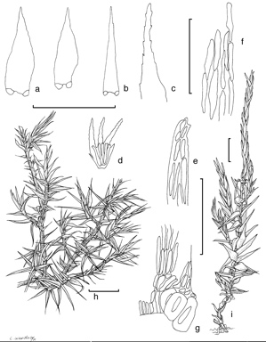 APII jpeg image of Acroporium lamprophyllum var. percaudatum  © contact APII