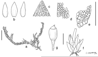 APII jpeg image of Meiotheciella papillosa  © contact APII