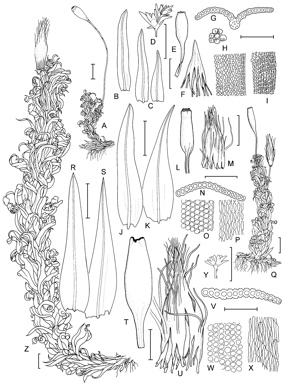 APII jpeg image of Macromitrium hortoniae,<br/>Macromitrium involutifolium subsp. involutifolium,<br/>Macromitrium involutifolium subsp. ptychomitrioides  © contact APII