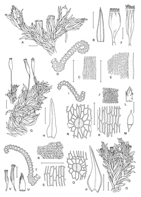APII jpeg image of Orthotrichum hortense,<br/>Orthotrichum rupestre,<br/>Orthotrichum tasmanicum  © contact APII