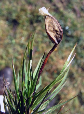APII jpeg image of Dawsonia superba var. pulchra  © contact APII