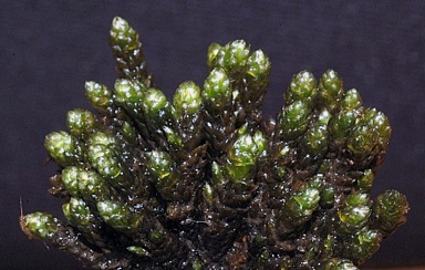 APII jpeg image of Ochiobryum blandum  © contact APII