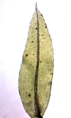 APII jpeg image of Rhizogonium novaehollandiae  © contact APII