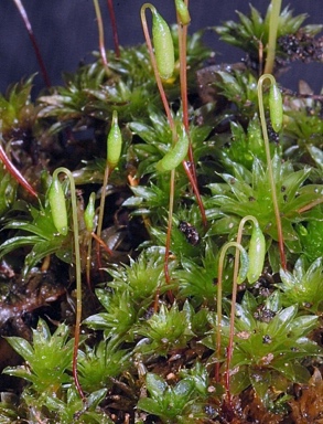 APII jpeg image of Rosulabryum billarderii  © contact APII