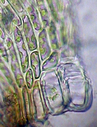 APII jpeg image of Warburgiella leucocytus  © contact APII