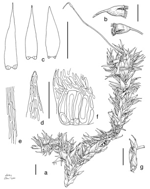 APII jpeg image of Acroporium strepsiphyllum  © contact APII