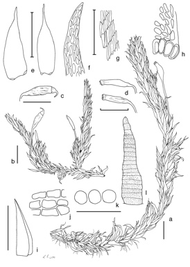 APII jpeg image of Meiothecium microcarpum  © contact APII