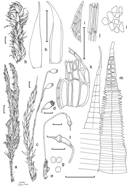 APII jpeg image of Sematophyllum uncinatum  © contact APII