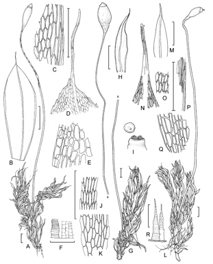 APII jpeg image of Brachymenium lanceolatum,<br/>Brachymenium nepalense,<br/>Ptychostomum altisetum  © contact APII