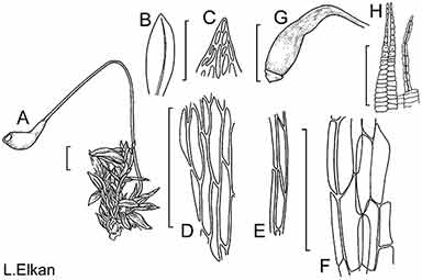 APII jpeg image of Plagiobryum cellulare  © contact APII