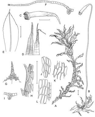 APII jpeg image of Rhodobryum aubertii  © contact APII