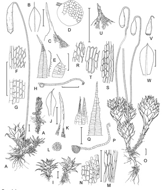 APII jpeg image of Rosulabryum capillare,<br/>Rosulabryum leptothrix,<br/>Rosulabryum microrhodon  © contact APII