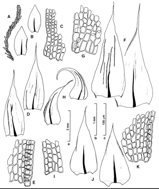 APII jpeg image of Brachythecium albicans,<br/>Brachythecium paradoxum,<br/>Brachythecium plumosum,<br/>Brachythecium salebrosum,<br/>Scorpiurium cucullatum  © contact APII