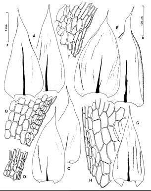 APII jpeg image of Brachythecium latinervium,<br/>Brachythecium mildeanum,<br/>Brachythecium rivulare,<br/>Brachythecium rutabulum  © contact APII