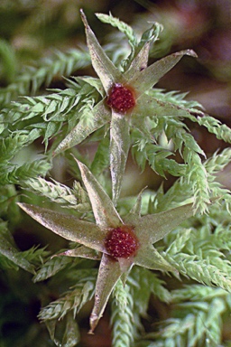 APII jpeg image of Philonotis scabrifolia  © contact APII