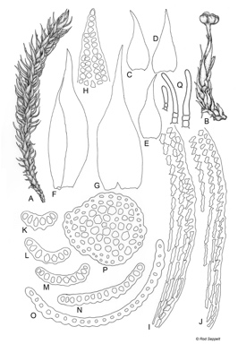 APII jpeg image of Andreaea acutifolia  © contact APII