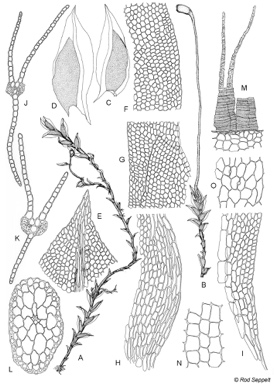 APII jpeg image of Fissidens bifrons  © contact APII