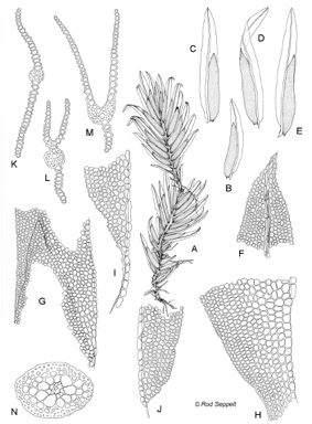 APII jpeg image of Fissidens crispulus  © contact APII