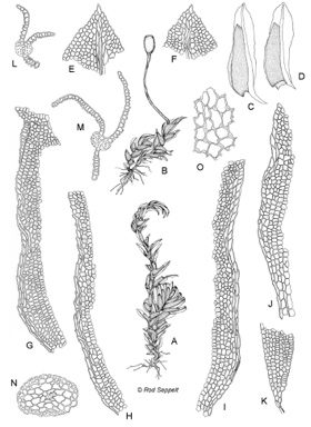 APII jpeg image of Fissidens oblatus  © contact APII