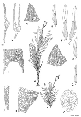APII jpeg image of Fissidens oblongifolius var. longiligulatus  © contact APII