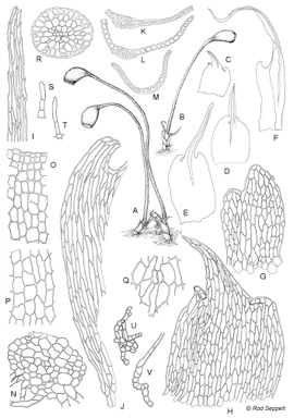 APII jpeg image of Fissidens thorsbornei  © contact APII