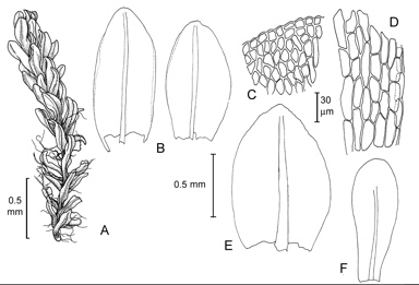 APII jpeg image of Splachnobryum obtusum  © contact APII