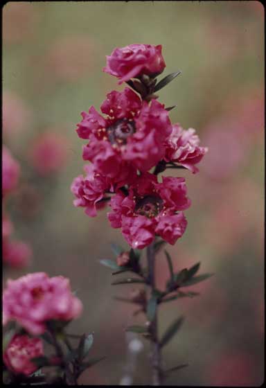 APII jpeg image of Leptospermum scoparium  © contact APII