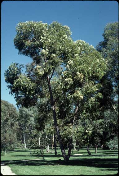 APII jpeg image of Corymbia gummifera  © contact APII