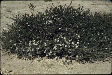 APII jpeg image of Westringia lucida  © contact APII