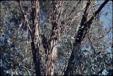 APII jpeg image of Eucalyptus perriniana  © contact APII