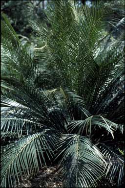 APII jpeg image of Macrozamia communis  © contact APII