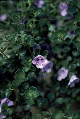 APII jpeg image of Prostanthera rotundifolia  © contact APII