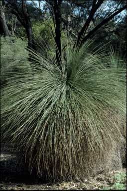 APII jpeg image of Xanthorrhoea preissii  © contact APII