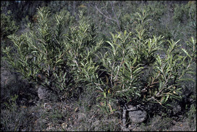 APII jpeg image of Banksia aculeata  © contact APII