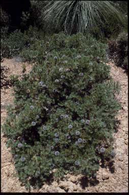 APII jpeg image of Banksia micrantha  © contact APII