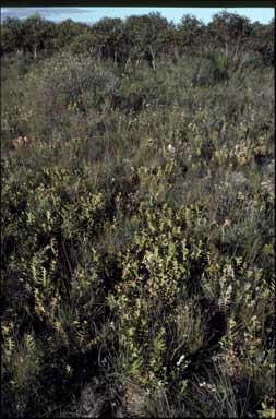 APII jpeg image of Banksia repens  © contact APII