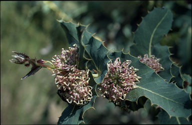 APII jpeg image of Hakea amplexicaulis  © contact APII