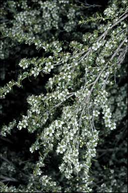 APII jpeg image of Leptospermum obovatum  © contact APII