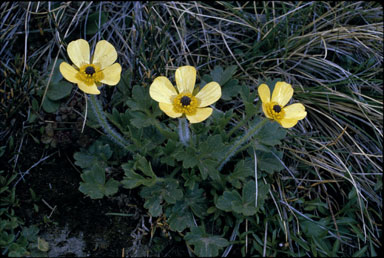 APII jpeg image of Ranunculus granticola  © contact APII