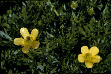APII jpeg image of Ranunculus niphophilus  © contact APII