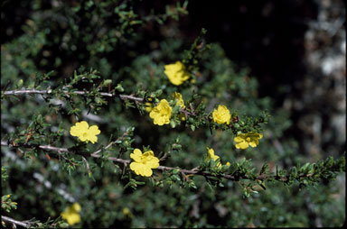 APII jpeg image of Hibbertia riparia  © contact APII