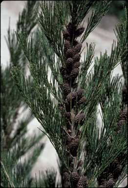 APII jpeg image of Allocasuarina zephyrea  © contact APII