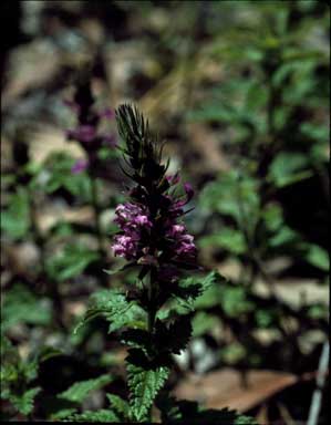 APII jpeg image of Teucrium argutum  © contact APII