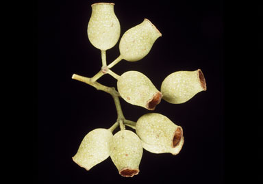 APII jpeg image of Corymbia serendipita  © contact APII