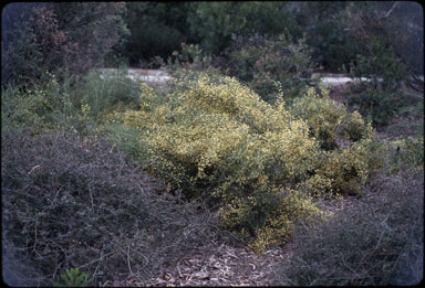 APII jpeg image of Melaleuca micromera  © contact APII