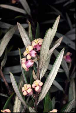 APII jpeg image of Pittosporum bicolor  © contact APII