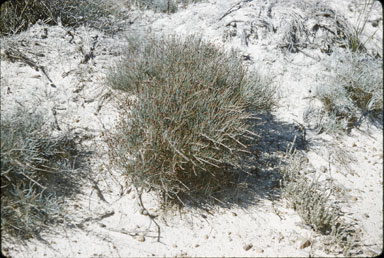 APII jpeg image of Allocasuarina pusilla  © contact APII