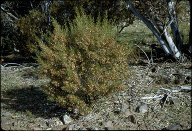 APII jpeg image of Dodonaea lobulata  © contact APII