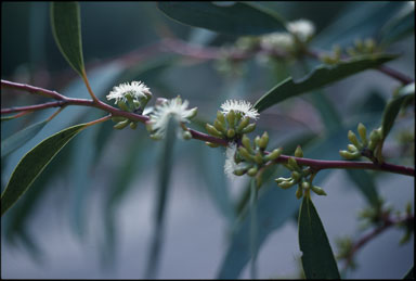 APII jpeg image of Eucalyptus gregsoniana  © contact APII