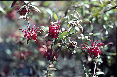 APII jpeg image of Grevillea oldei  © contact APII